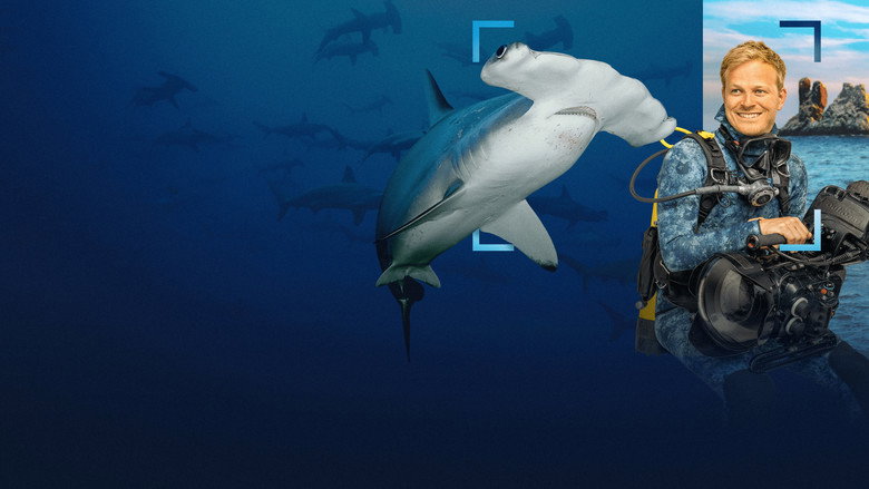 кадр из фильма Hammerhead Sharks Up Close with Bertie Gregory