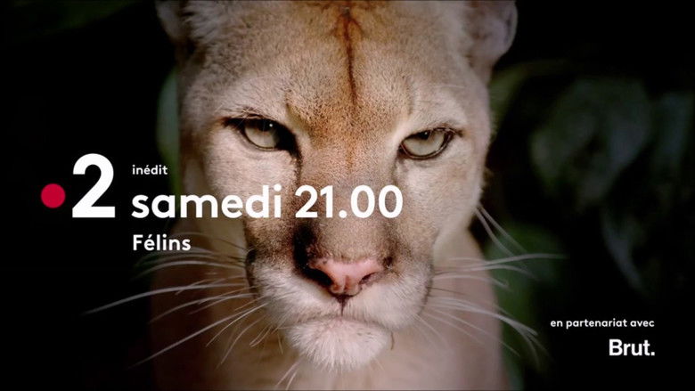 кадр из фильма Félins