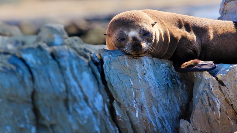 кадр из фильма Fur Seals