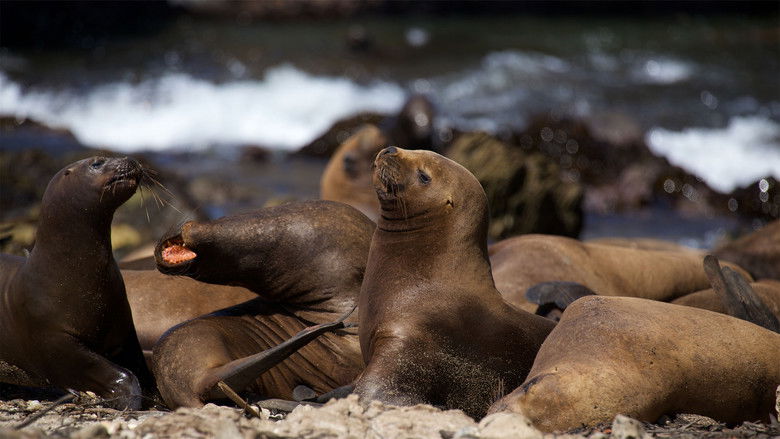 кадр из фильма South America Untamed