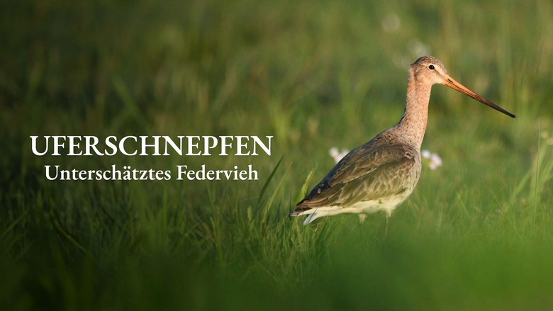 кадр из фильма Uferschnepfen - Unterschätztes Federvieh