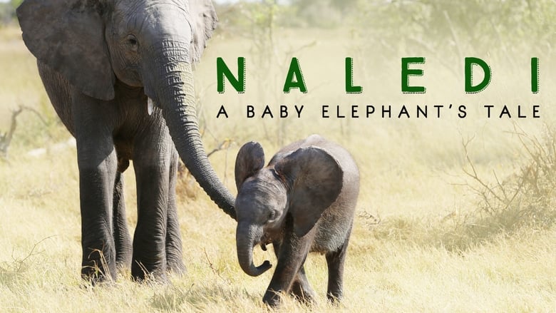 кадр из фильма Naledi: A Baby Elephant's Tale