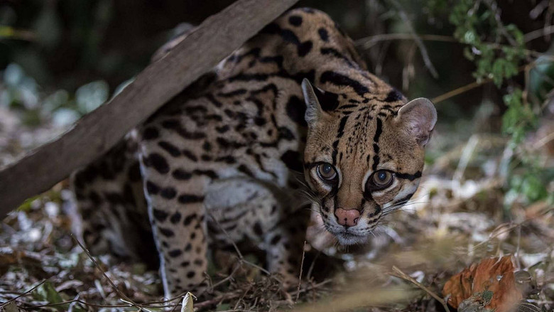 кадр из фильма American Ocelot