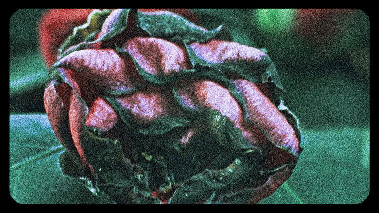 кадр из фильма Flores (III)