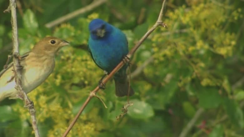 кадр из фильма Birdsong and Coffee: A Wake-Up Call