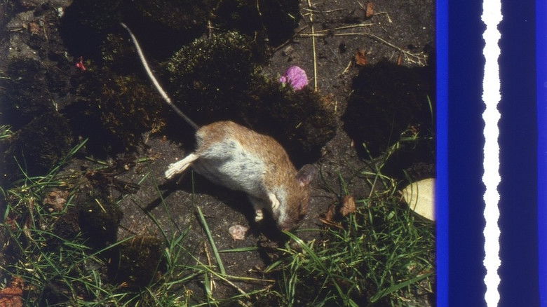 кадр из фильма Origin of the Species