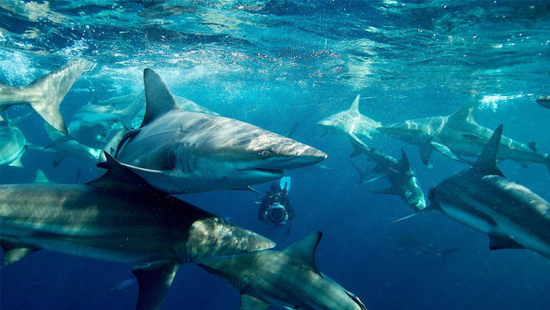 кадр из фильма 50 Shades of Sharks