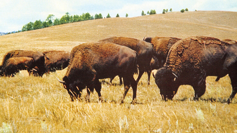 кадр из фильма The Vanishing Prairie