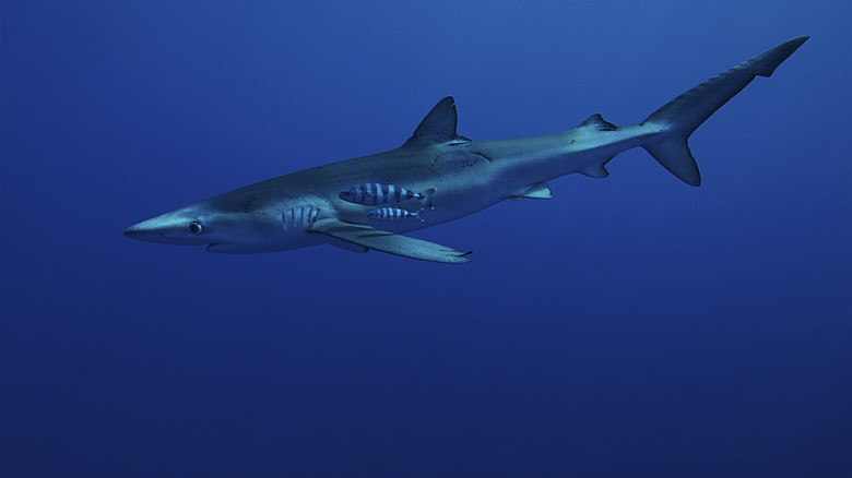 кадр из фильма Unsere Erde, unsere Meere