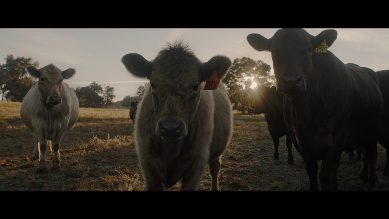 кадр из фильма With the Cattle