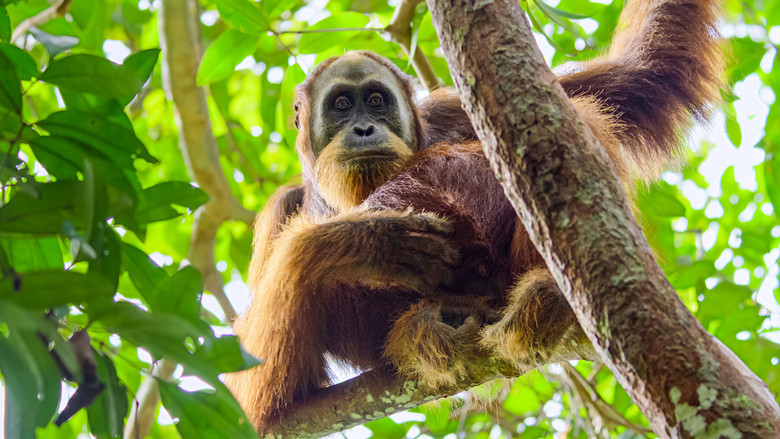 кадр из фильма Тайная жизнь орангутанов