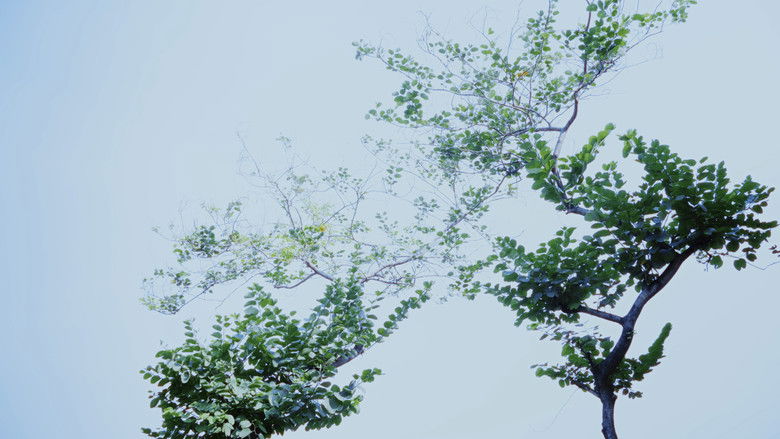 кадр из фильма Hypothesis of Barrier Agreed Upon