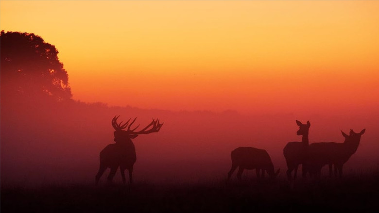 Magical Forests and Moorland