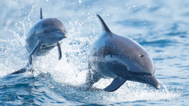 кадр из фильма Sharks vs. Dolphins: Blood Battle