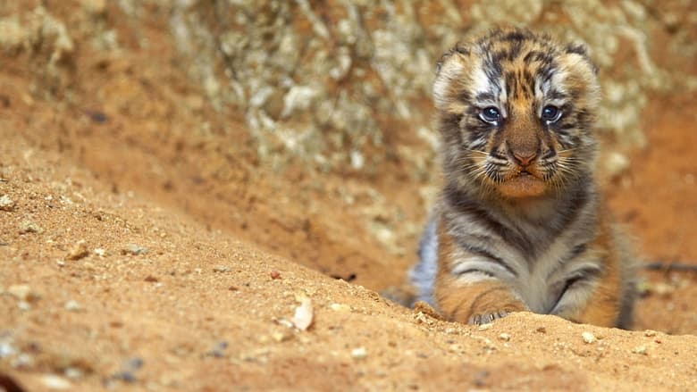 кадр из фильма Тигр