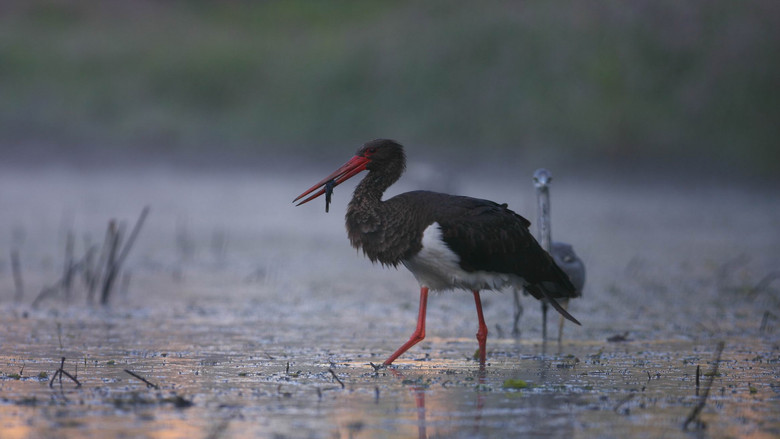 кадр из фильма Vad Magyarország – A vizek birodalma