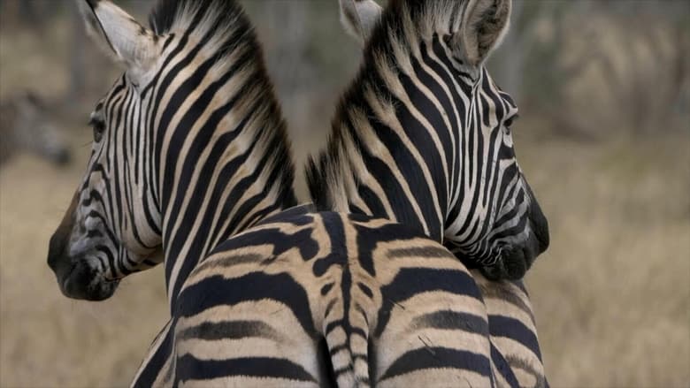 кадр из фильма Le Zèbre chanceux