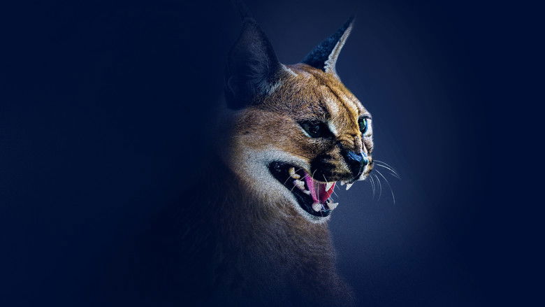 кадр из фильма Shadow Cats