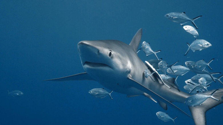 кадр из фильма ENTRETIEN AVEC UN REQUIN