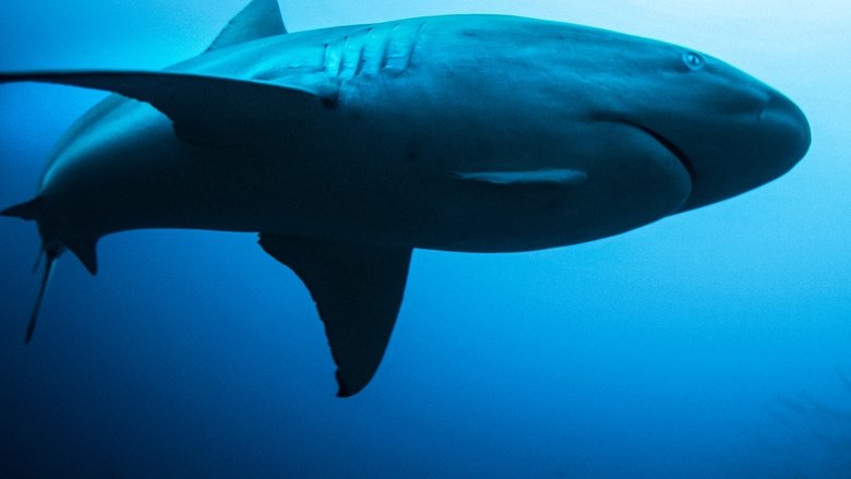 кадр из фильма Акулы И Луна. Удивительная Связь