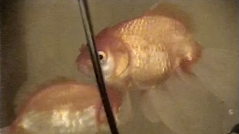 кадр из фильма Macdo