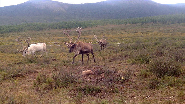 кадр из фильма Dukha in Summer