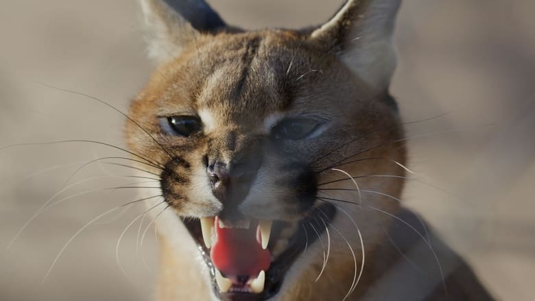 кадр из фильма Caracal: La Société du chat solitaire