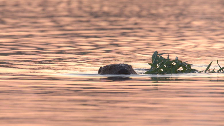 кадр из фильма De wilde waard