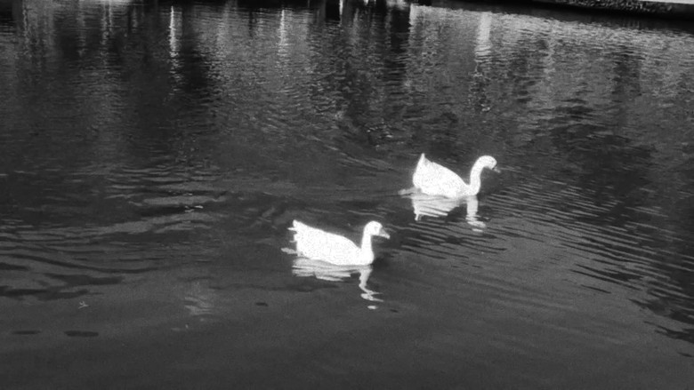 кадр из фильма “Quack”