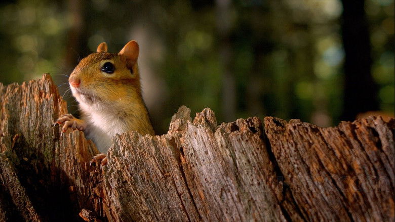 кадр из фильма Wild Africa / Tiny Giants