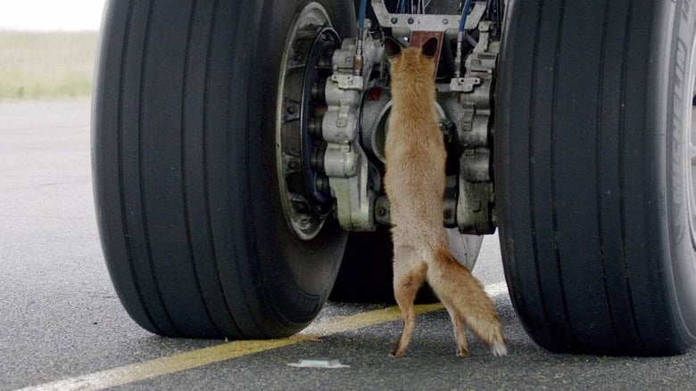 кадр из фильма Les animaux de l’aéroport