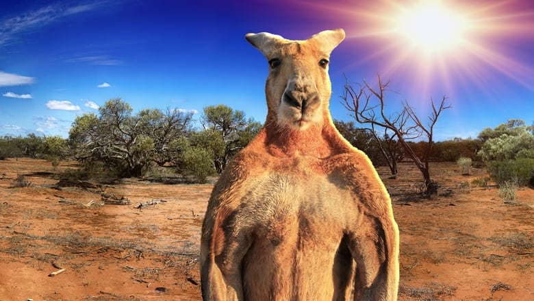 кадр из фильма The Kangaroo King