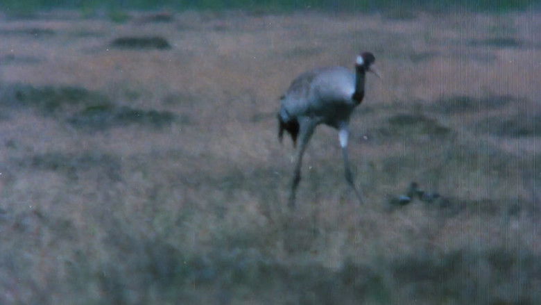 кадр из фильма Pohjoisten metsien äänet