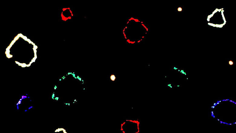 кадр из фильма Bongo Rock