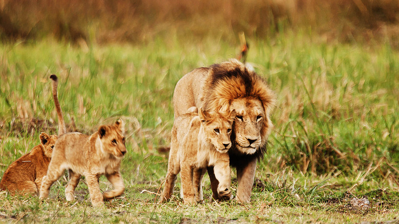 кадр из фильма Wild Botswana