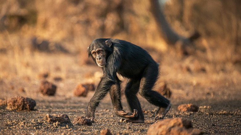 кадр из фильма Humanlike - The Chimps of Fongoli
