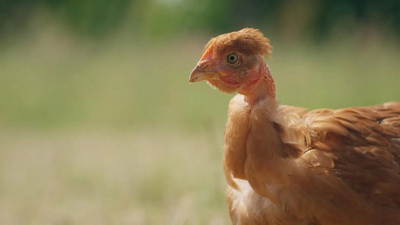 кадр из фильма Poulet mania