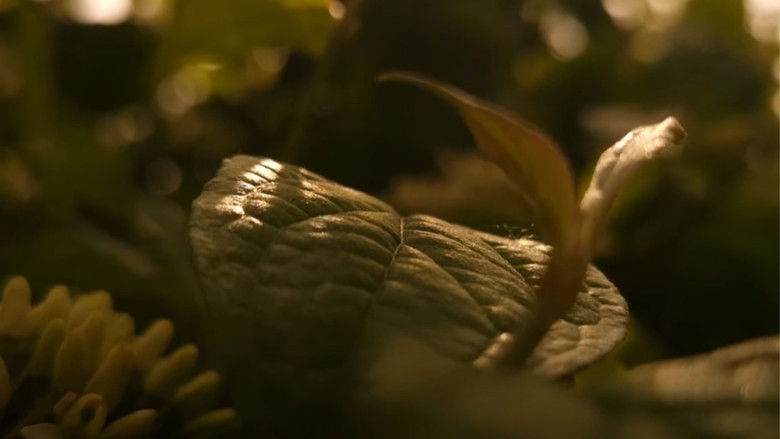 кадр из фильма The Human Appearance