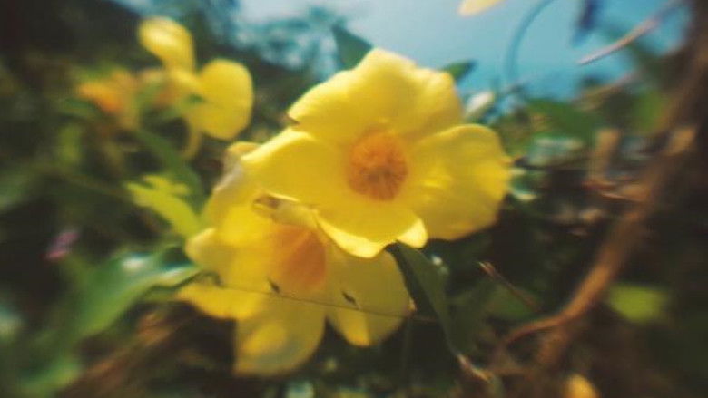 кадр из фильма Cantochão