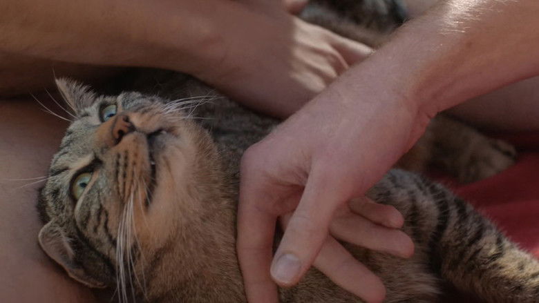 кадр из фильма Кот