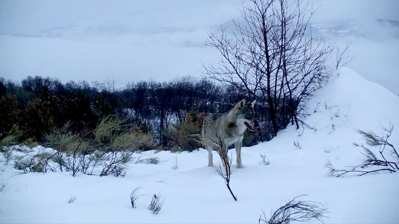 кадр из фильма Marche avec les loups