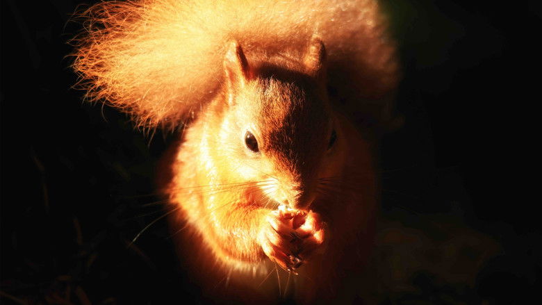 кадр из фильма Cumbrian Red: Saving Our Red Squirrels