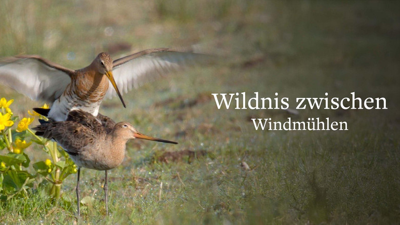 кадр из фильма Wildlife in Windmill Country