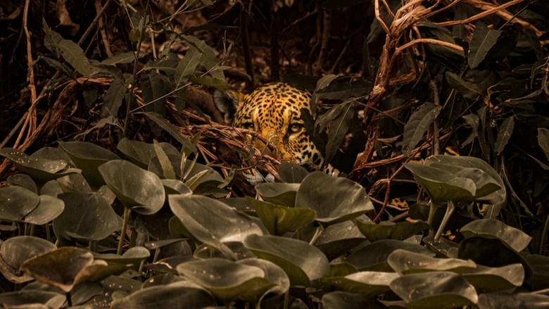 кадр из фильма Sinfonia da Sobrevivência