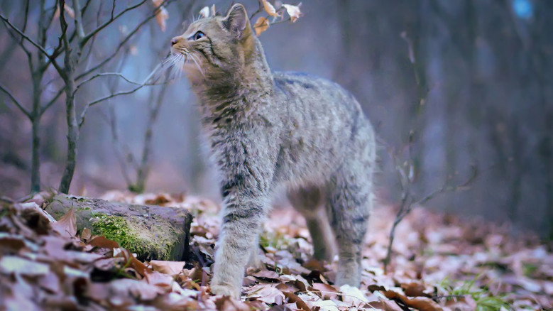 кадр из фильма Wilde Wälder