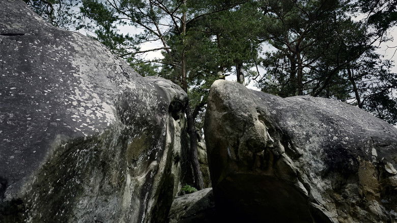 кадр из фильма Aventure à Bleau