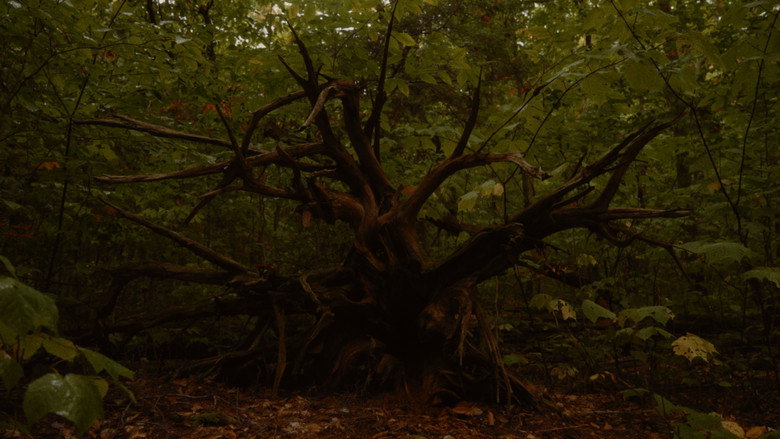 кадр из фильма Fire and the Forest
