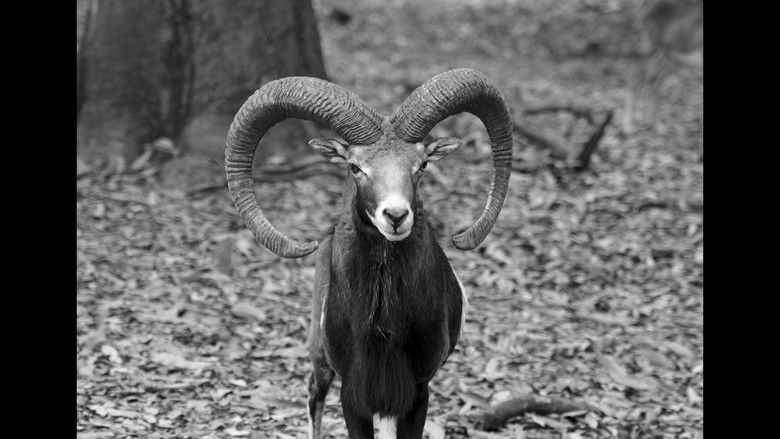 кадр из фильма Crónica de una muerte animal