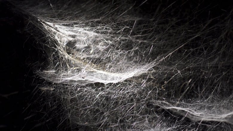 кадр из фильма Kingdom of Shadows