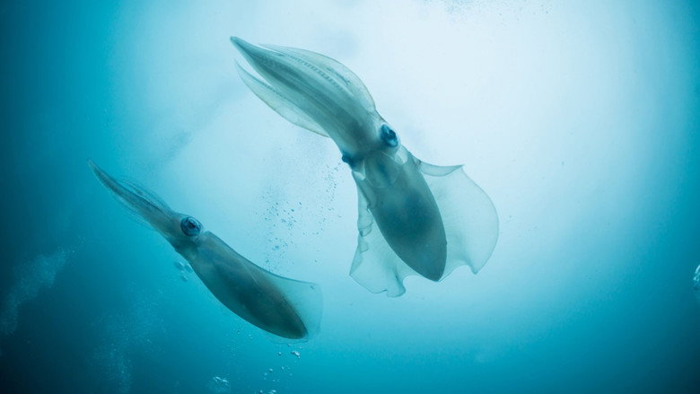 кадр из фильма Seantience